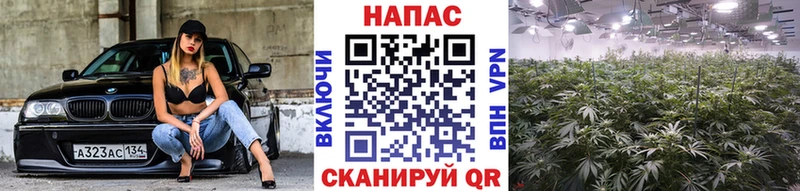 Купить закладки  Губаха  Шишки марихуана Ganja 